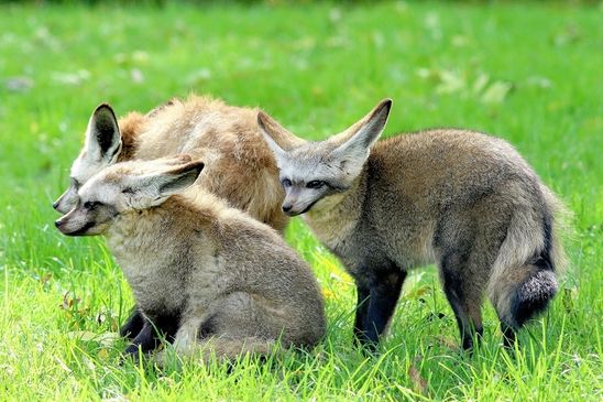 Foto des Monats August 2024 Afrikanischer Löffelhund Opel Zoo Kronberg