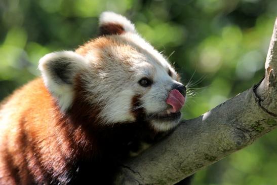 Opel-Zoo freut sich über kleine Rote Pandas