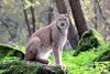 Eurasischer Luchs Alte Fasanerie Klein Auheim