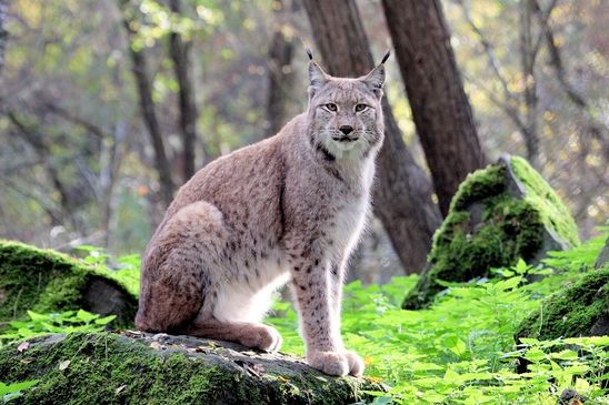 Foto des Monats November 2024 Eurasischer Luchs Wildpark Alte Fasanerie Klein Auheim